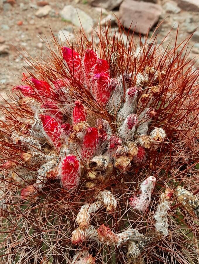 Denmoza rhodacantha flower