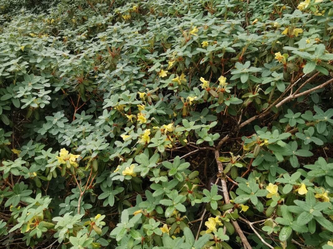 Rhododendron lepidostylum flower
