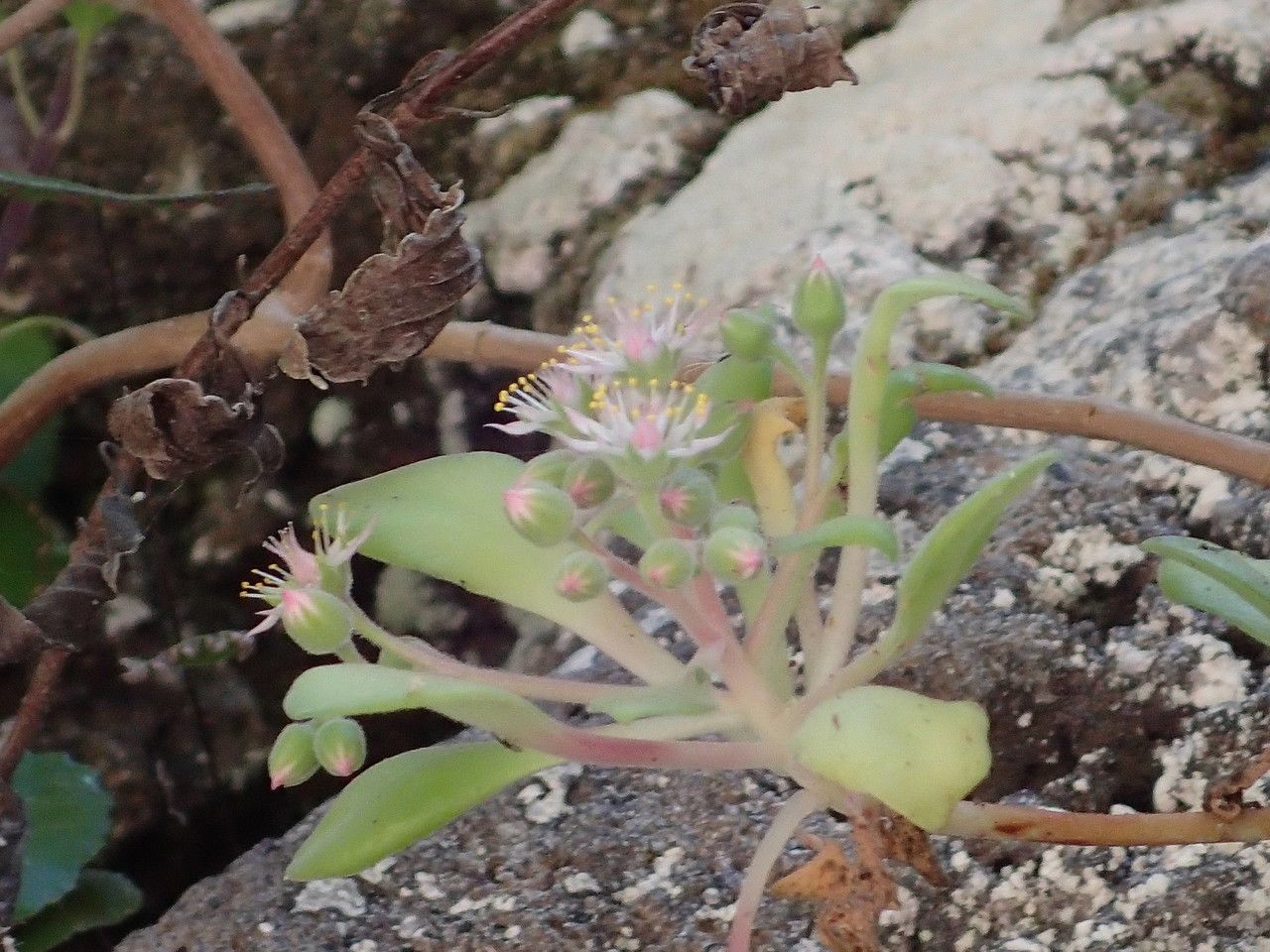 Aeonium goochiae flower