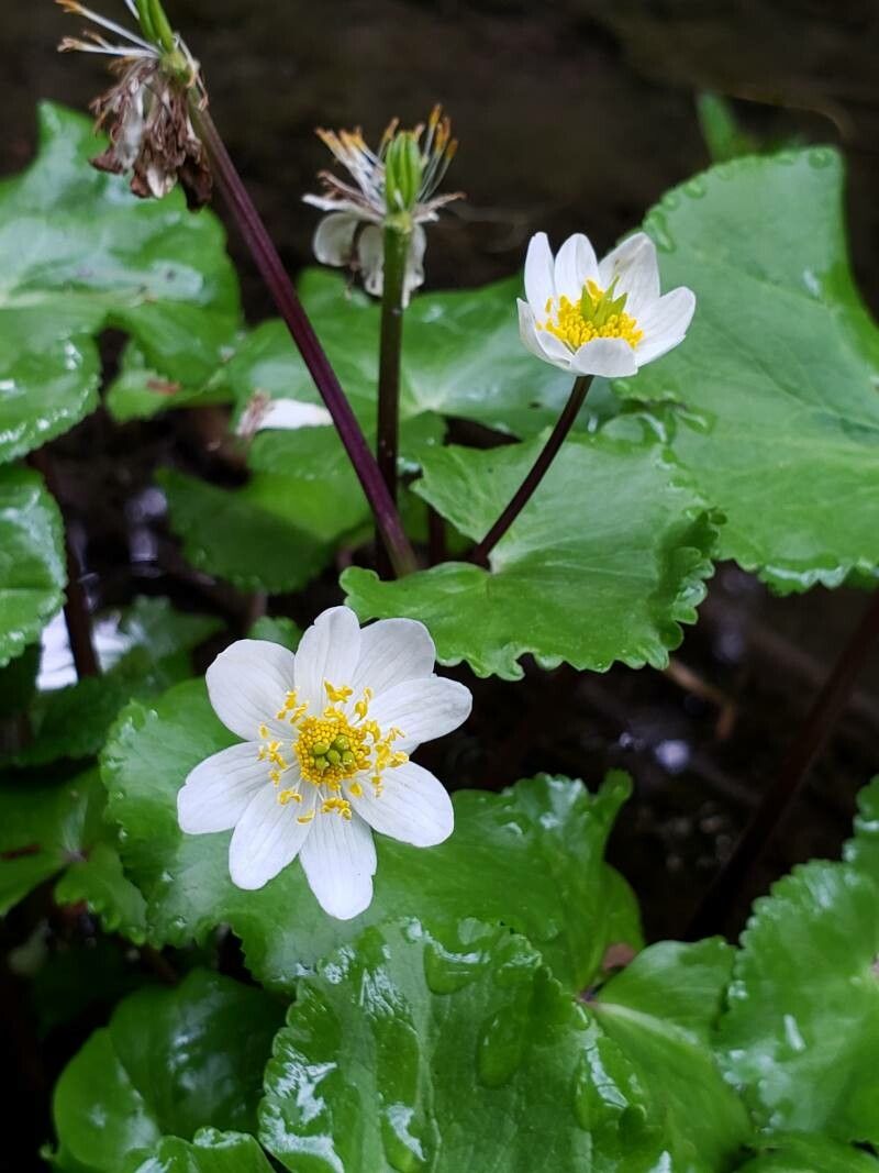 Caltha leptosepala flower