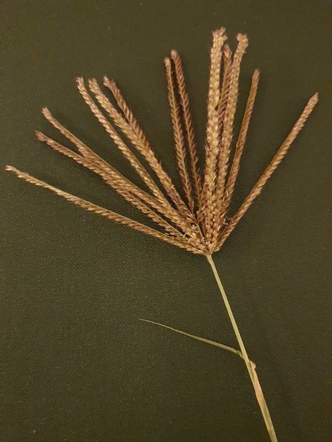 Digitaria eriantha flower