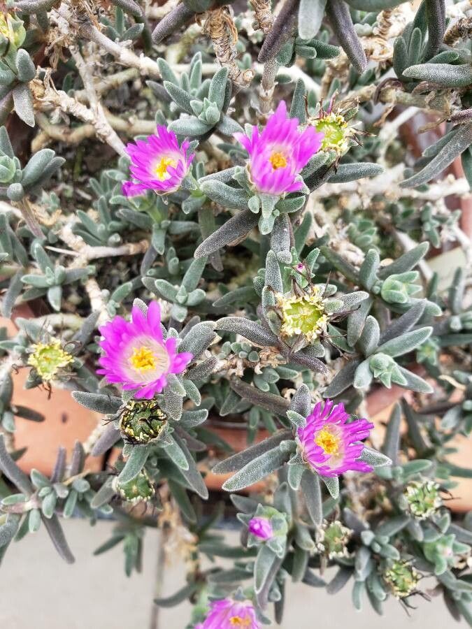 Delosperma sawdahense flower
