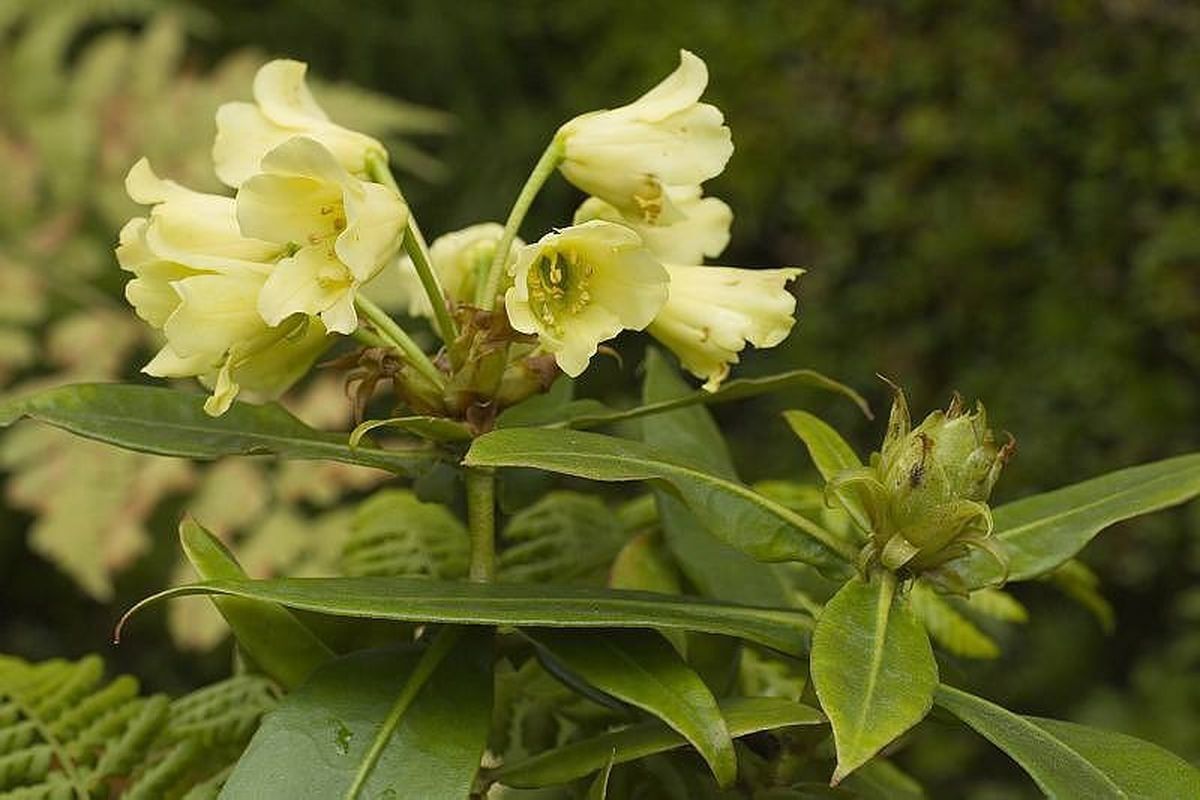 Rhododendron multicolor flower