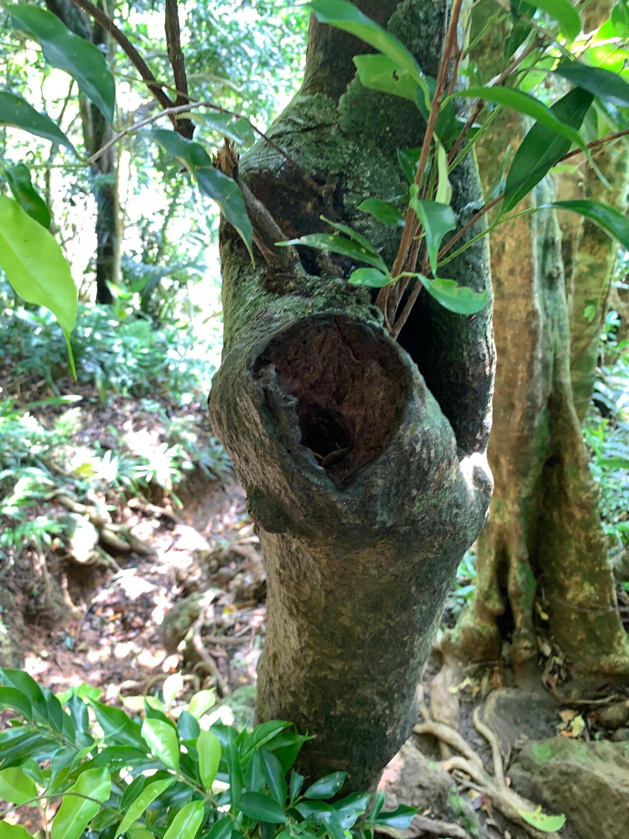 Syzygium acuminatissimum bark