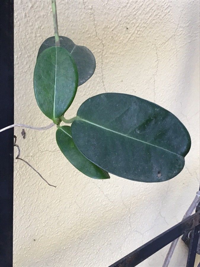 Marsdenia floribunda