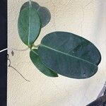 Stephanotis floribunda