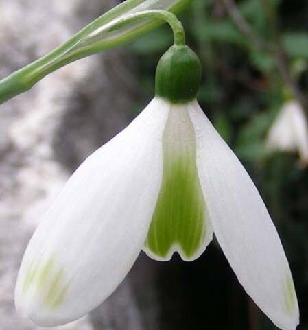 Galanthus peshmenii — houseplant care guide