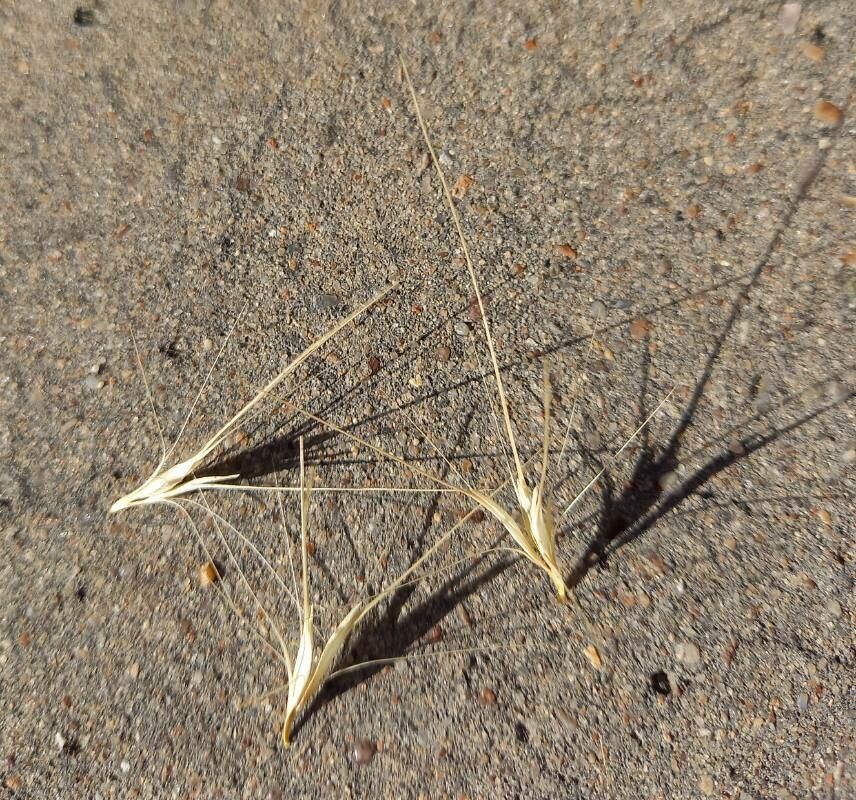 Hordeum murinum fruit