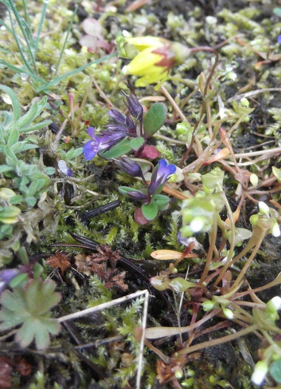 Crocidium multicaule habit