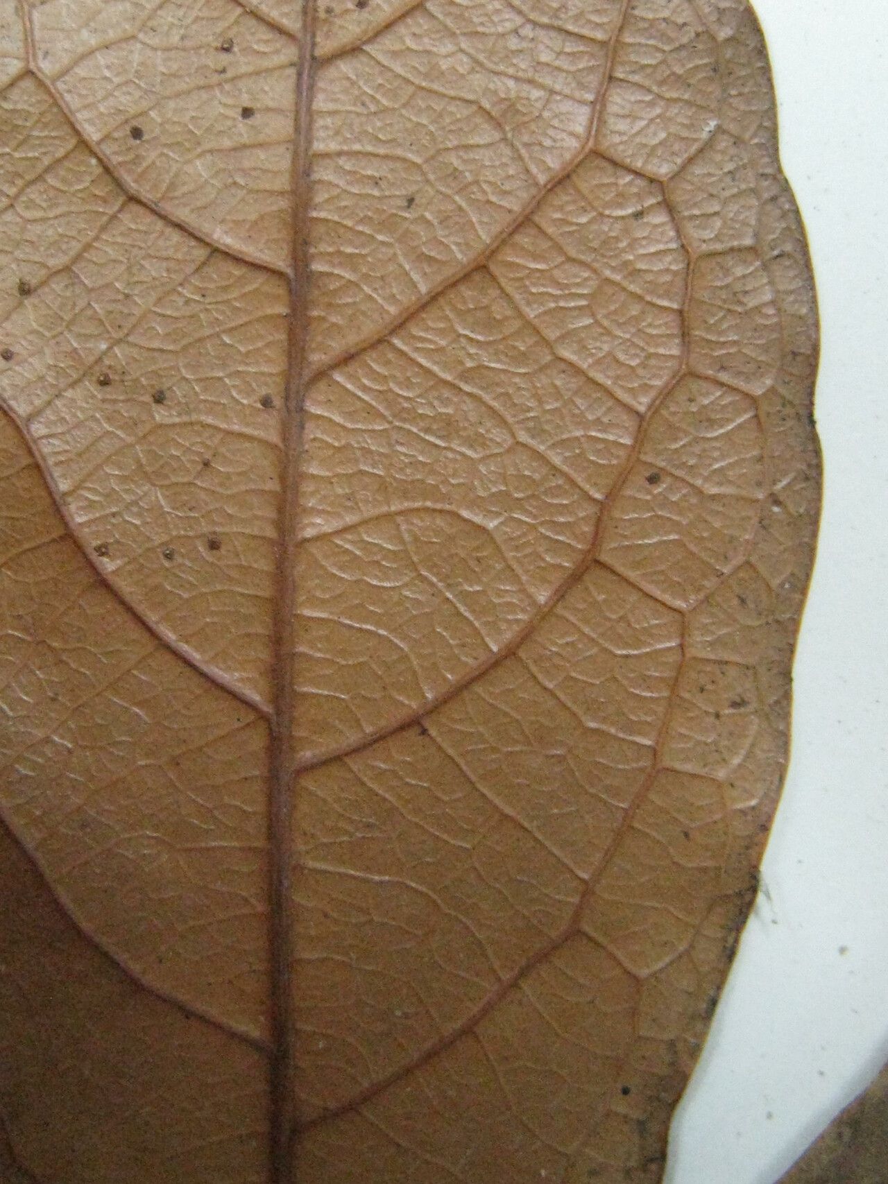 Rinorea bahiensis other