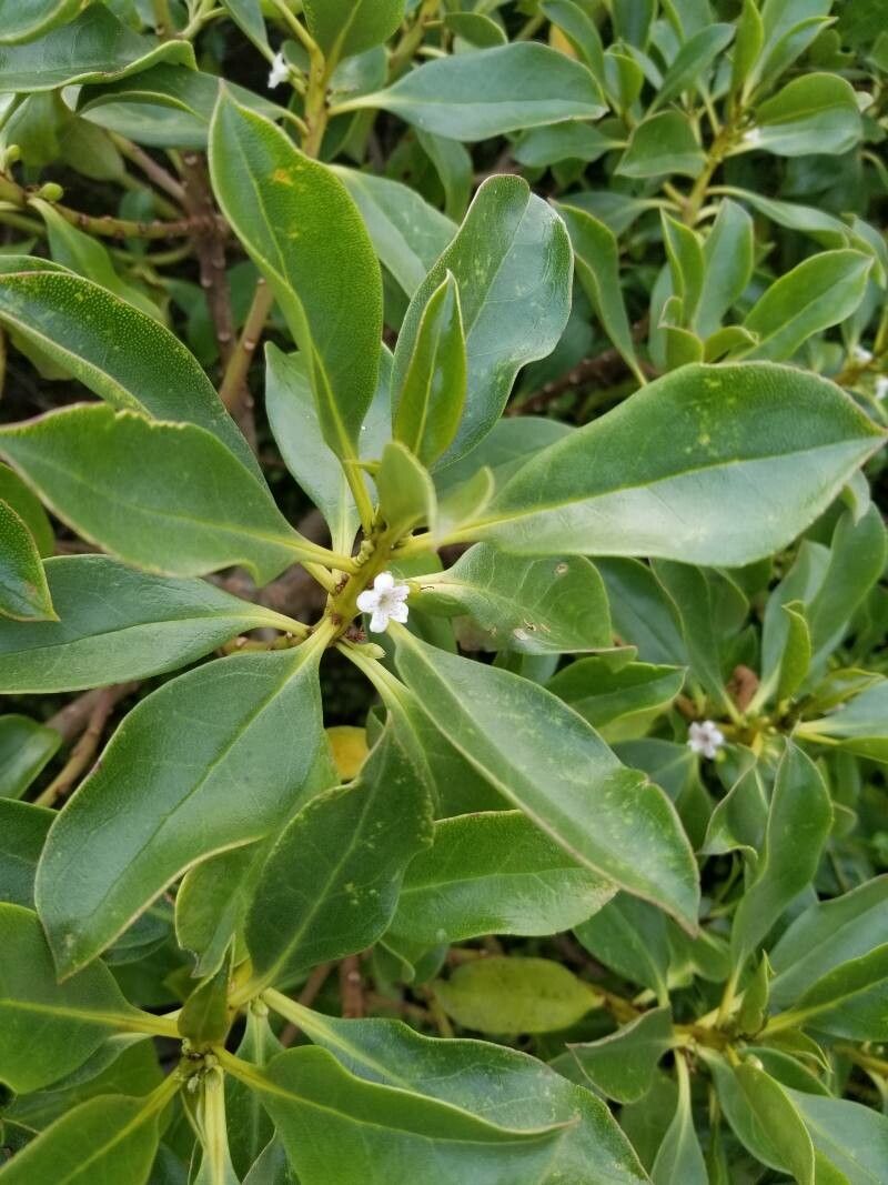 Myoporum crassifolium — search result for 'Vanuatu'