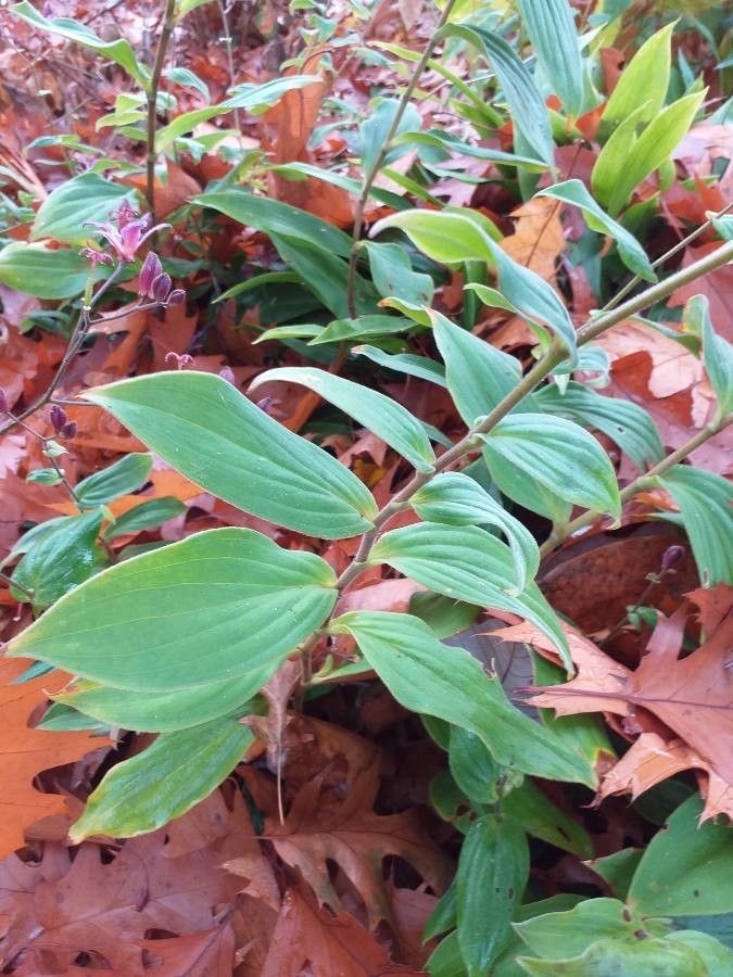 Tricyrtis lasiocarpa