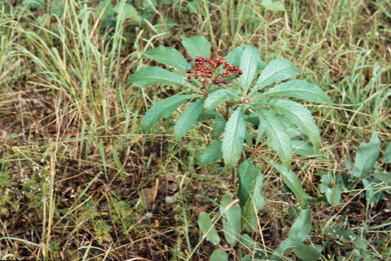 Cyphostemma princeae — houseplant care guide