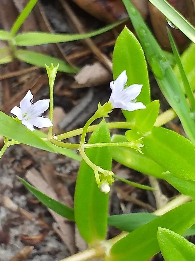Wahlenbergia marginata flower