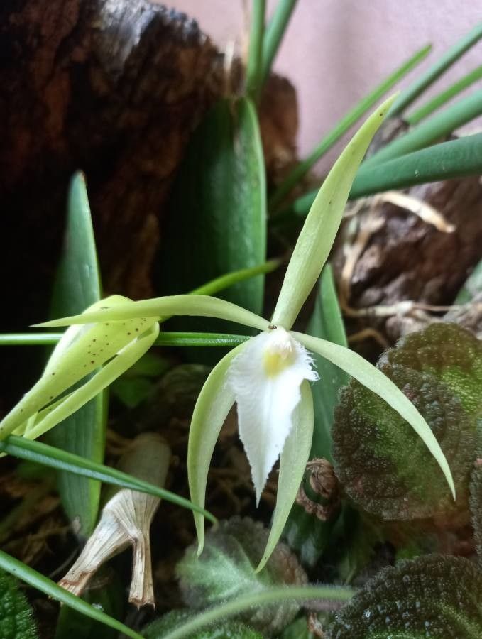 Brassavola martiana — search result for 'Suriname'