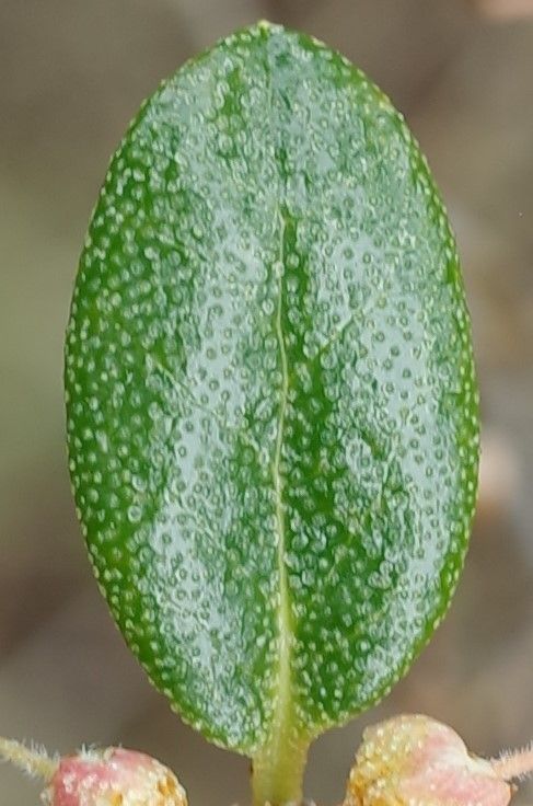 Rhododendron flavidum — houseplant care guide