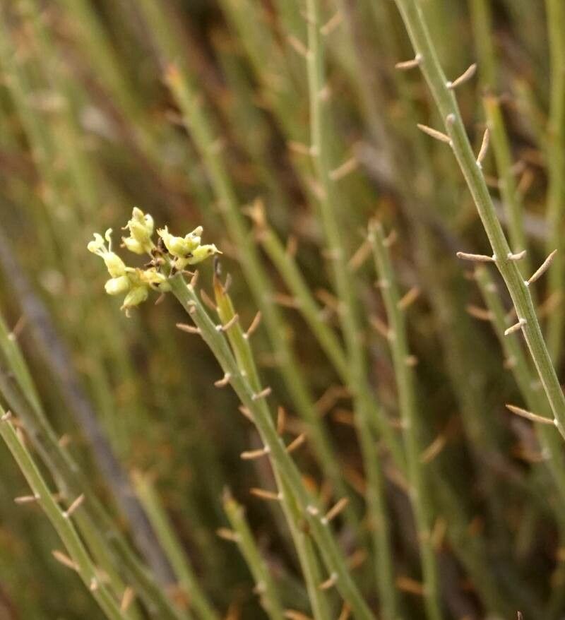 Fabiana densa flower