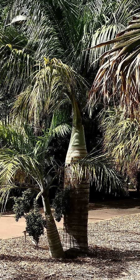 Pseudophoenix vinifera habit