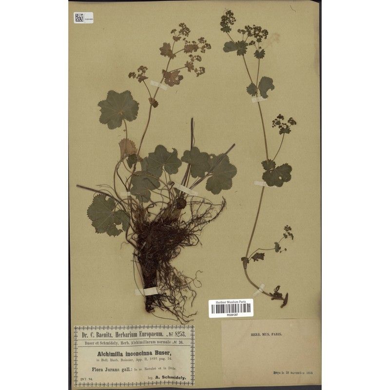 Alchemilla inconcinna — houseplant care guide