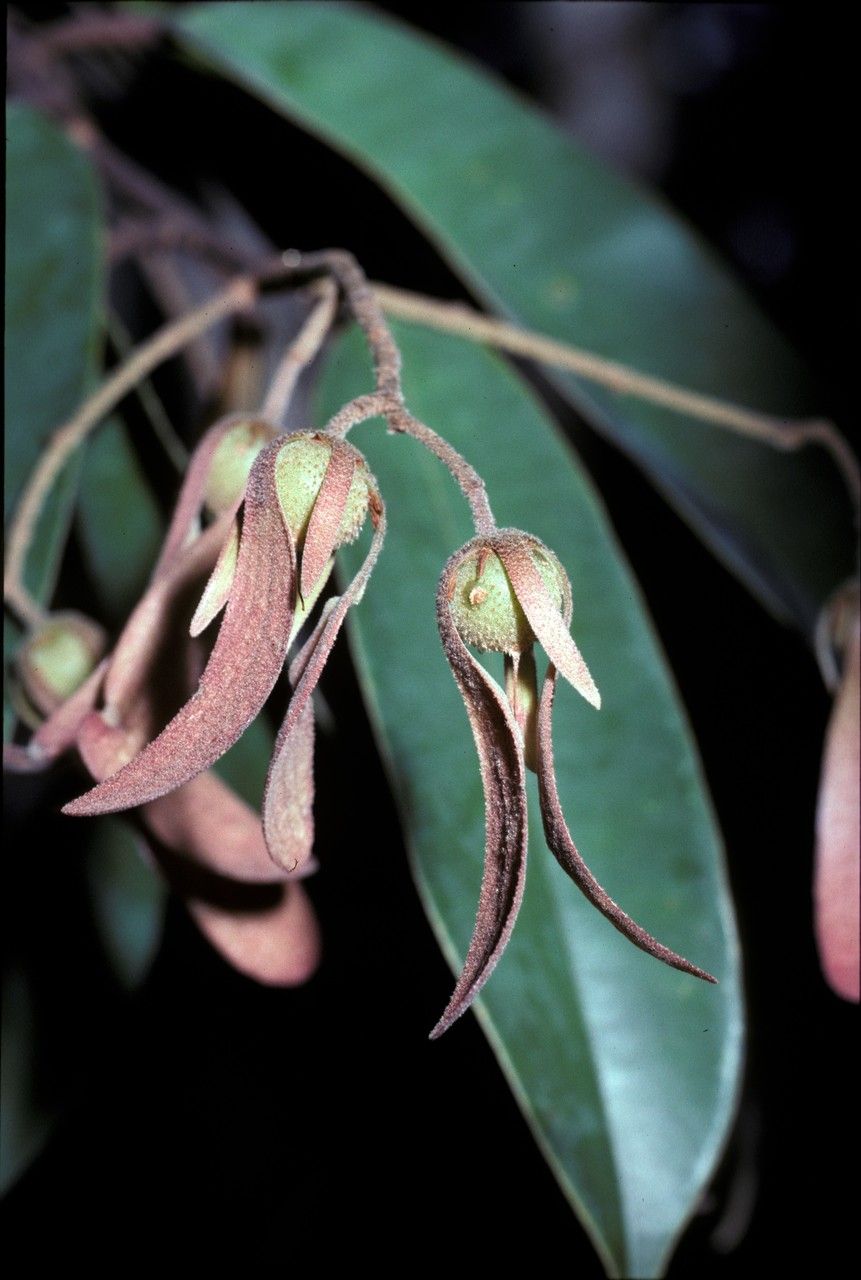 Cotylelobium burckii — related species from the same genus