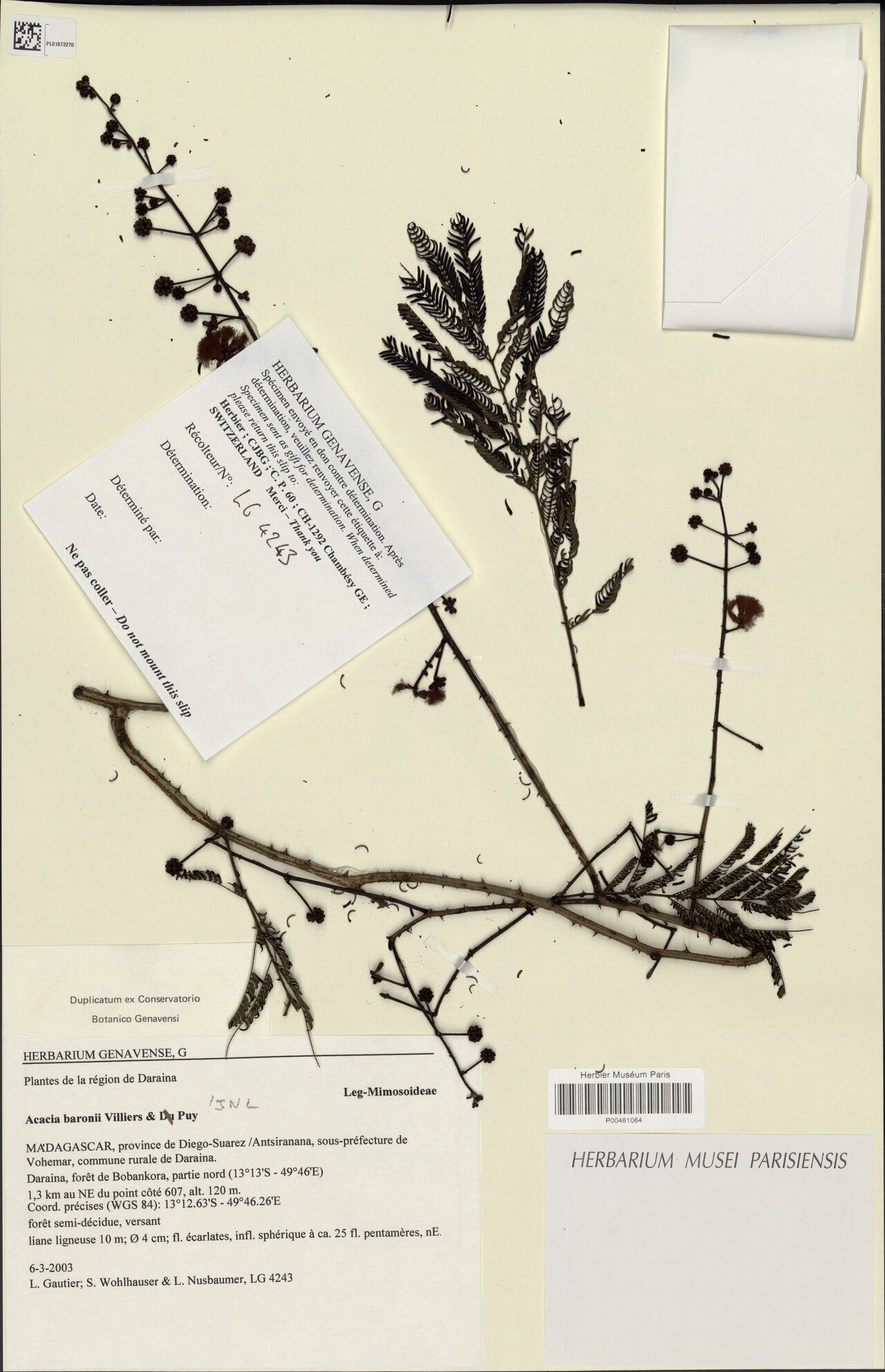 Senegalia baronii — houseplant care guide