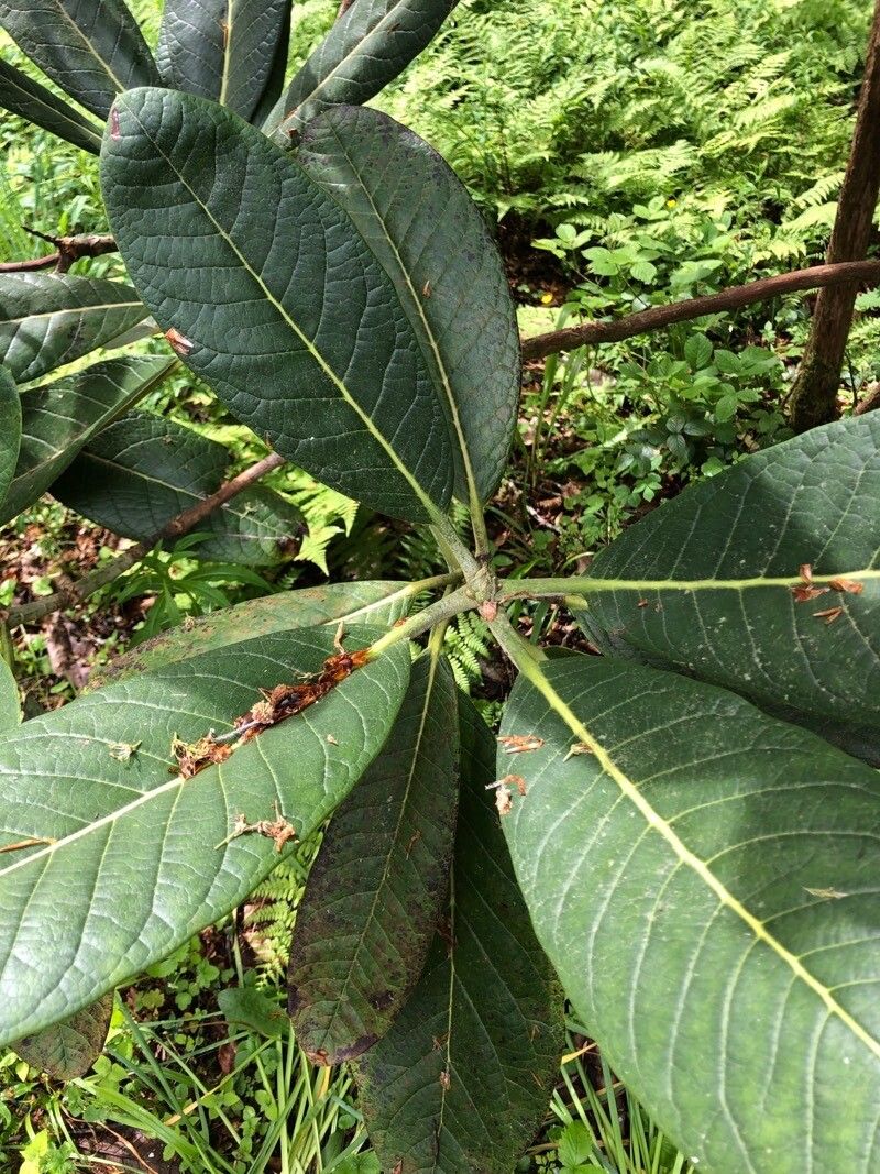 Rhododendron sinogrande leaf