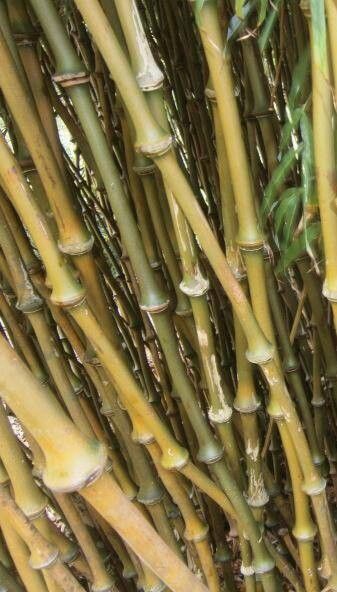 Chimonobambusa tumidissinoda bark