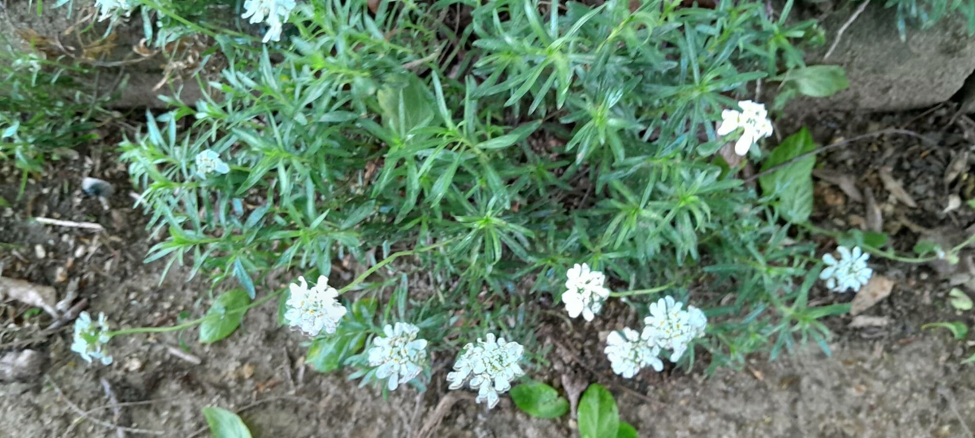 Iberis gibraltarica habit