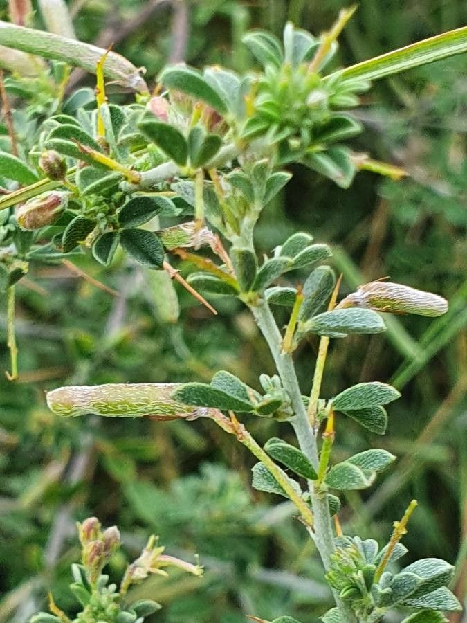 Indigofera spinosa fruit