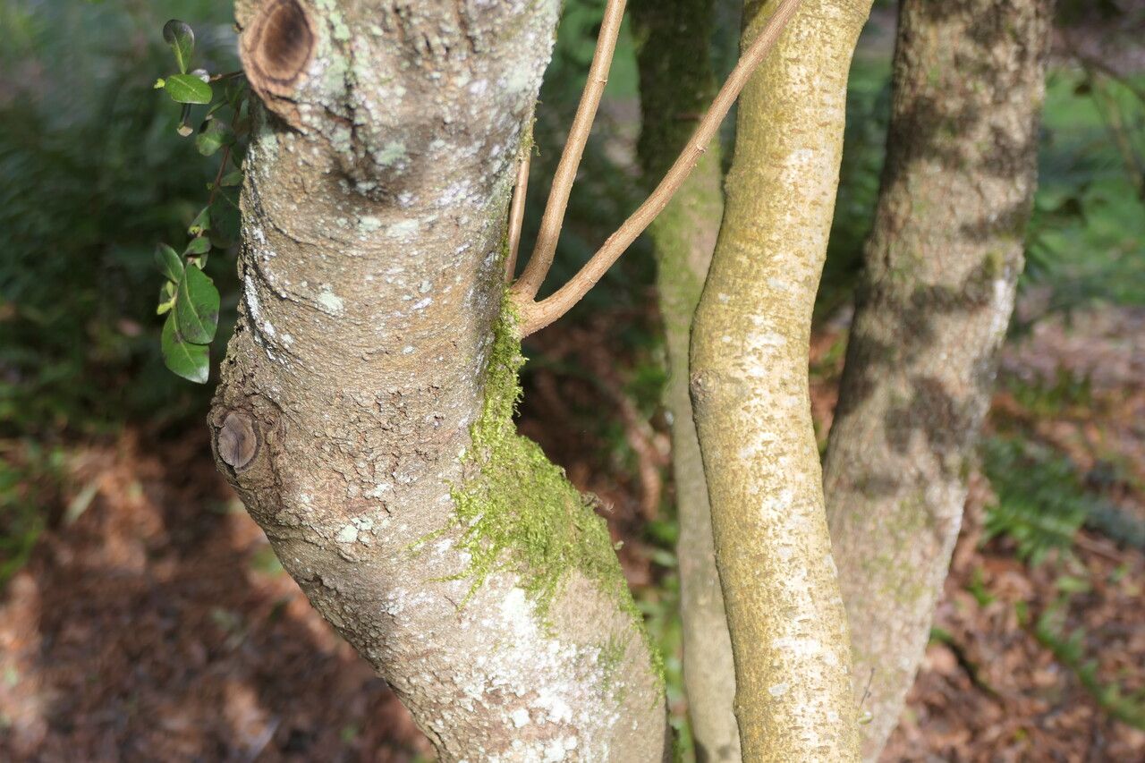 Azara integrifolia bark