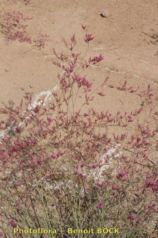Limonium ornatum habit
