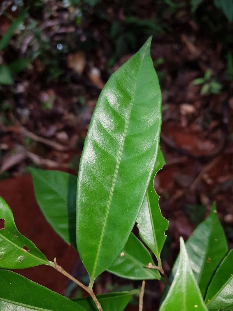 Eschweilera aguilarii leaf