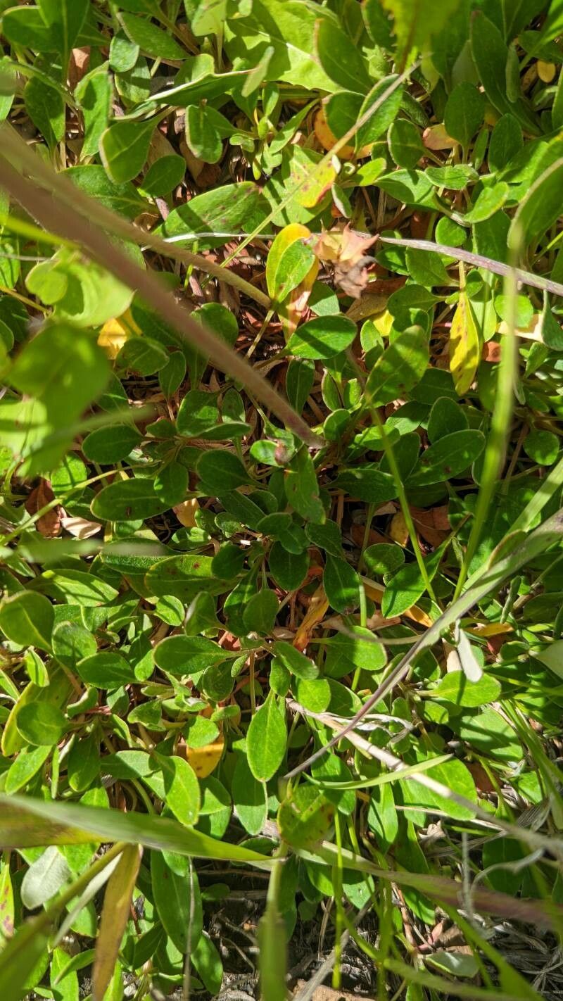 Eriogonum heracleoides — search result for 'Eriogonum'