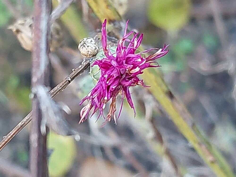 Jurinea alata flower