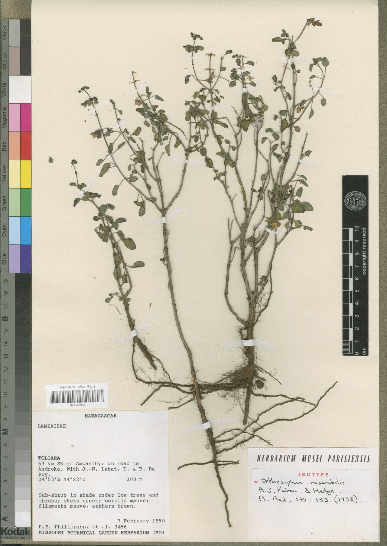 Orthosiphon miserabilis — houseplant care guide