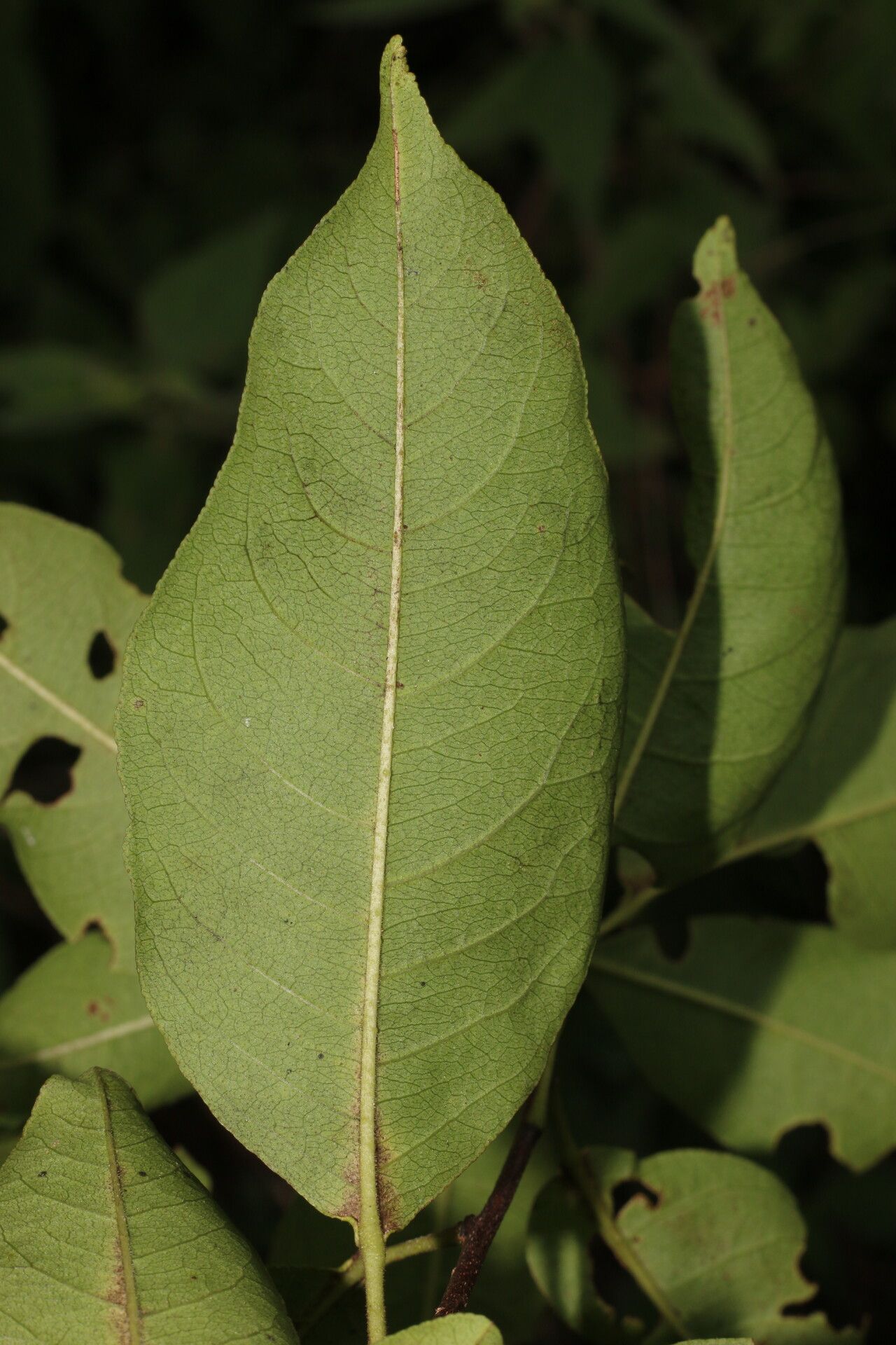 Zanthoxylum schreberi leaf