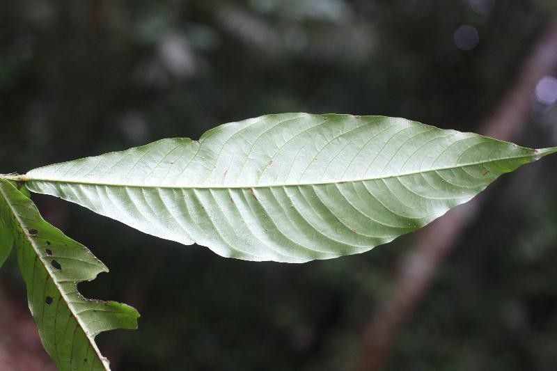 Quiina guianensis leaf
