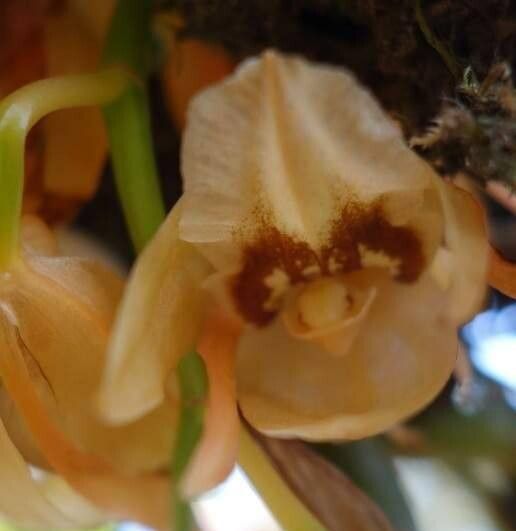 Coelogyne xyrekes flower