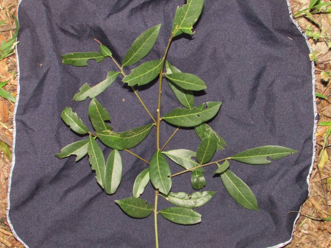 Ocotea catharinensis — houseplant care guide