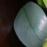 Philodendron hastatum