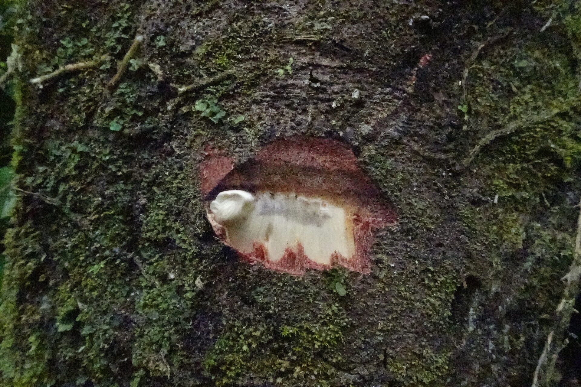 Macaranga staudtii bark