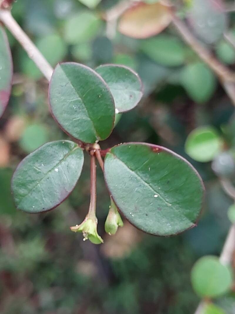 Euphorbia tetraptera other