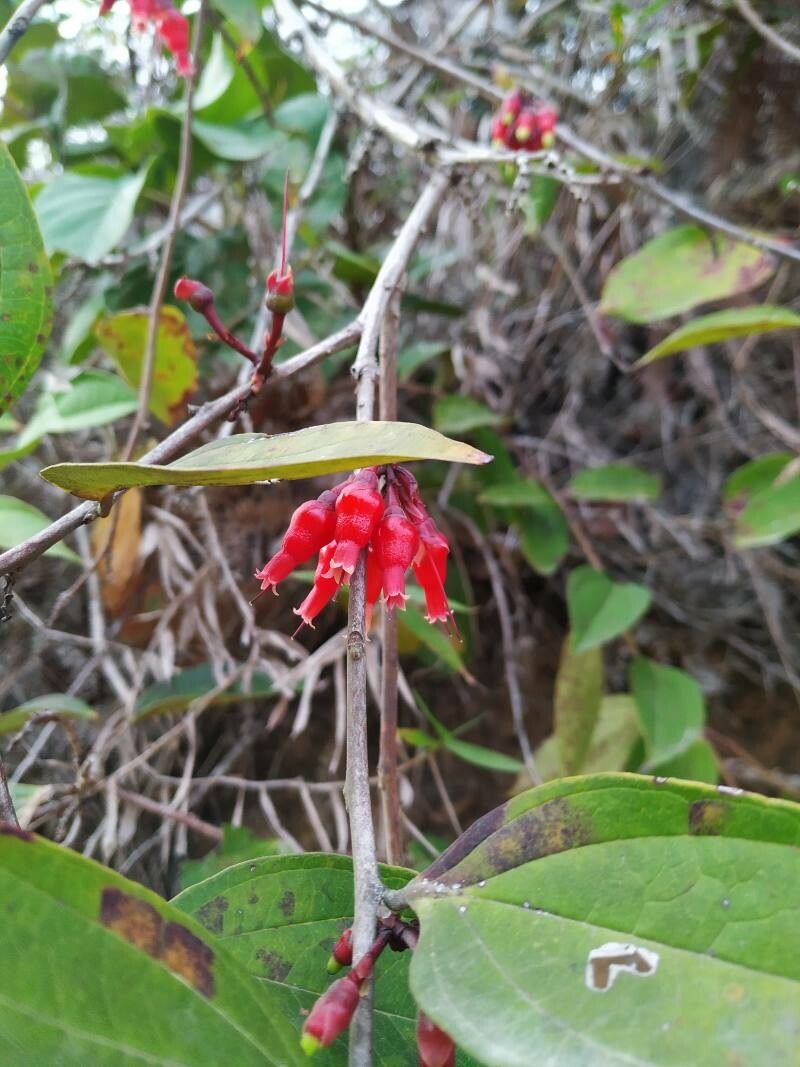 Cavendishia nitida — houseplant care guide