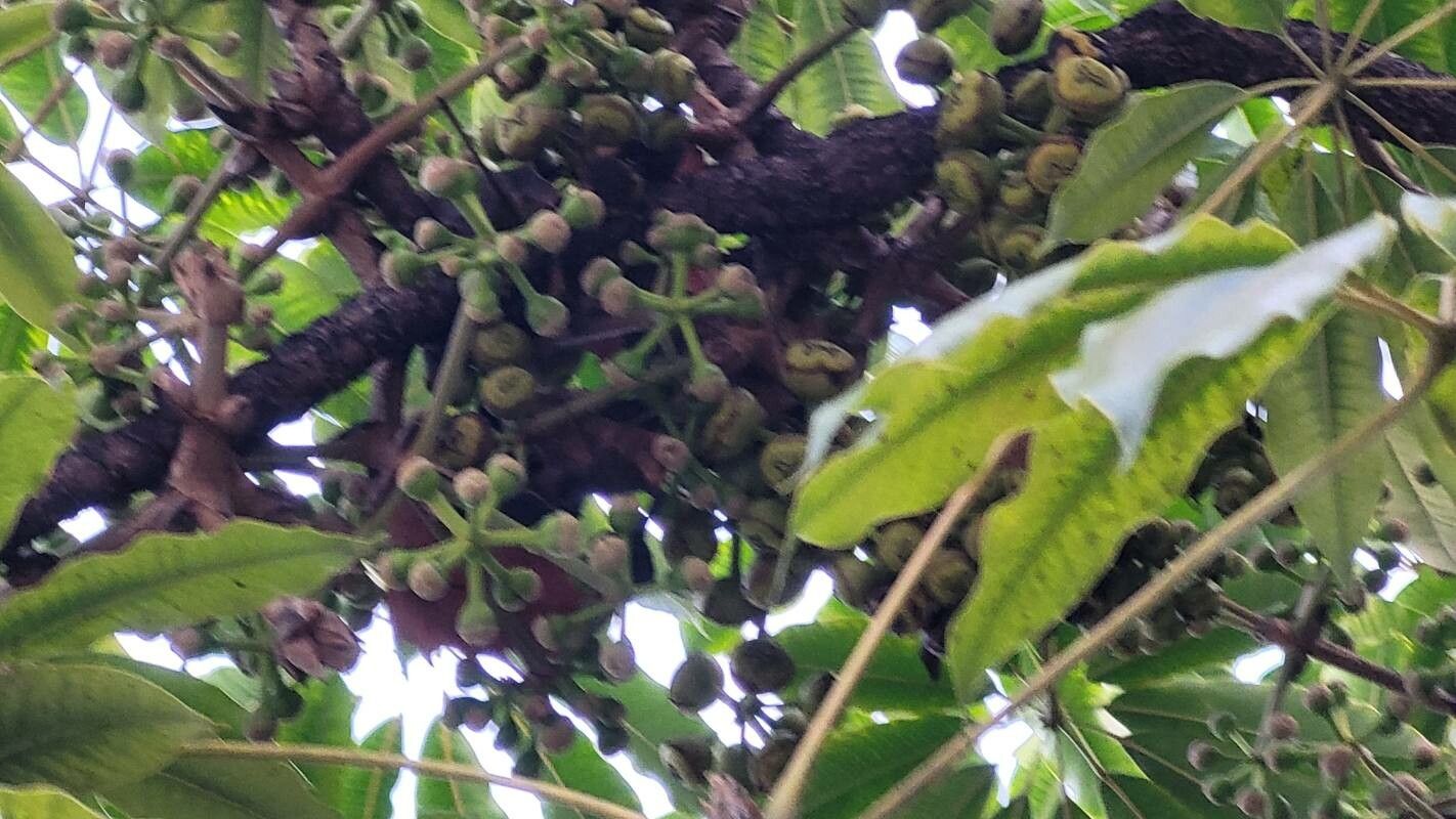 Heptapleurum calyptratum flower