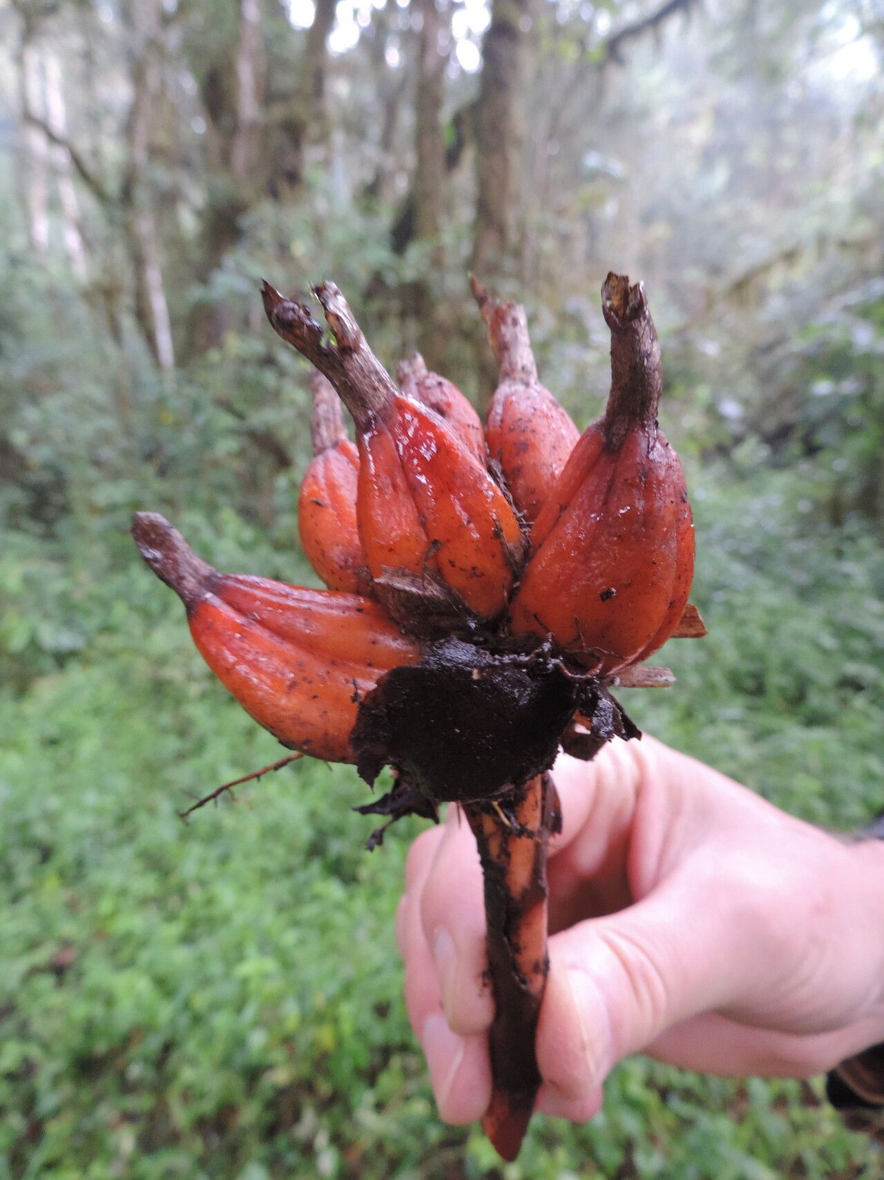 Aframomum wuerthii fruit