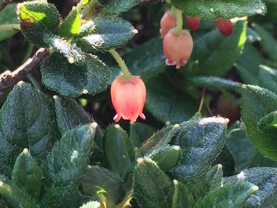 Menziesia pilosa flower