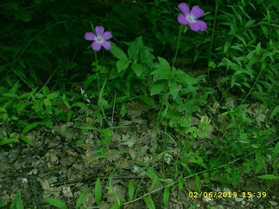 Agrostemma brachylobum flower