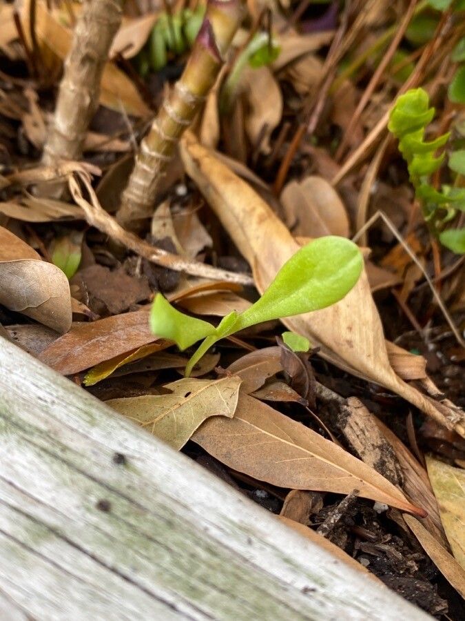 Polygala lutea — search result for 'Polygala'