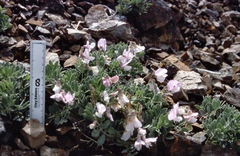 Lathyrus grimesii habit