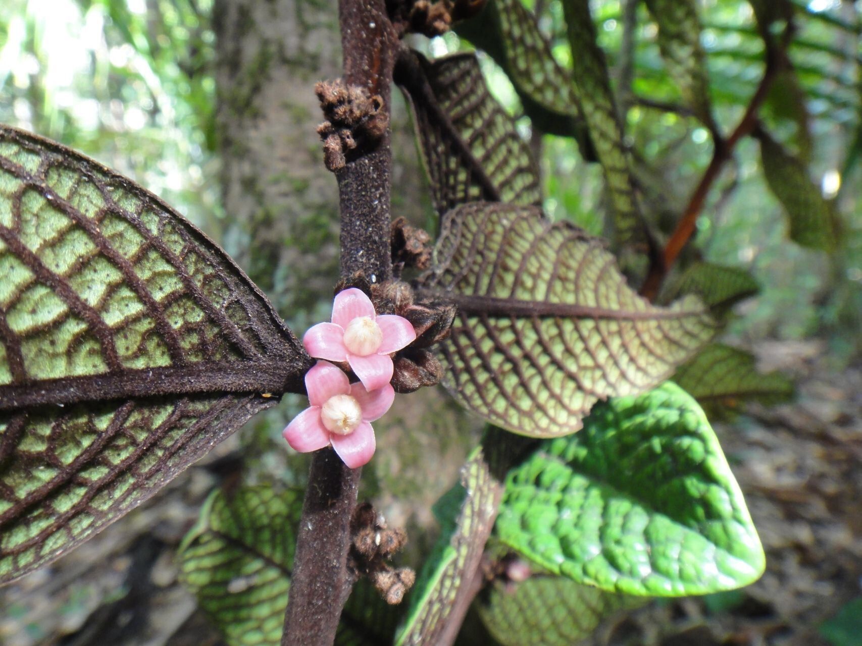 Diospyros brassica flower